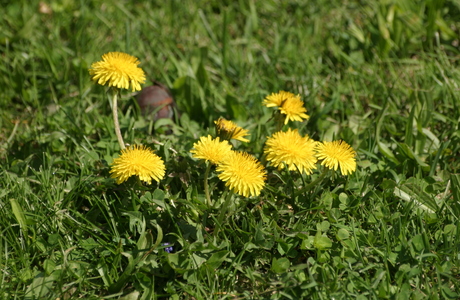 Wiesen-Löwenzahn (Taraxacum officinalie) - © Emanuel Trummer